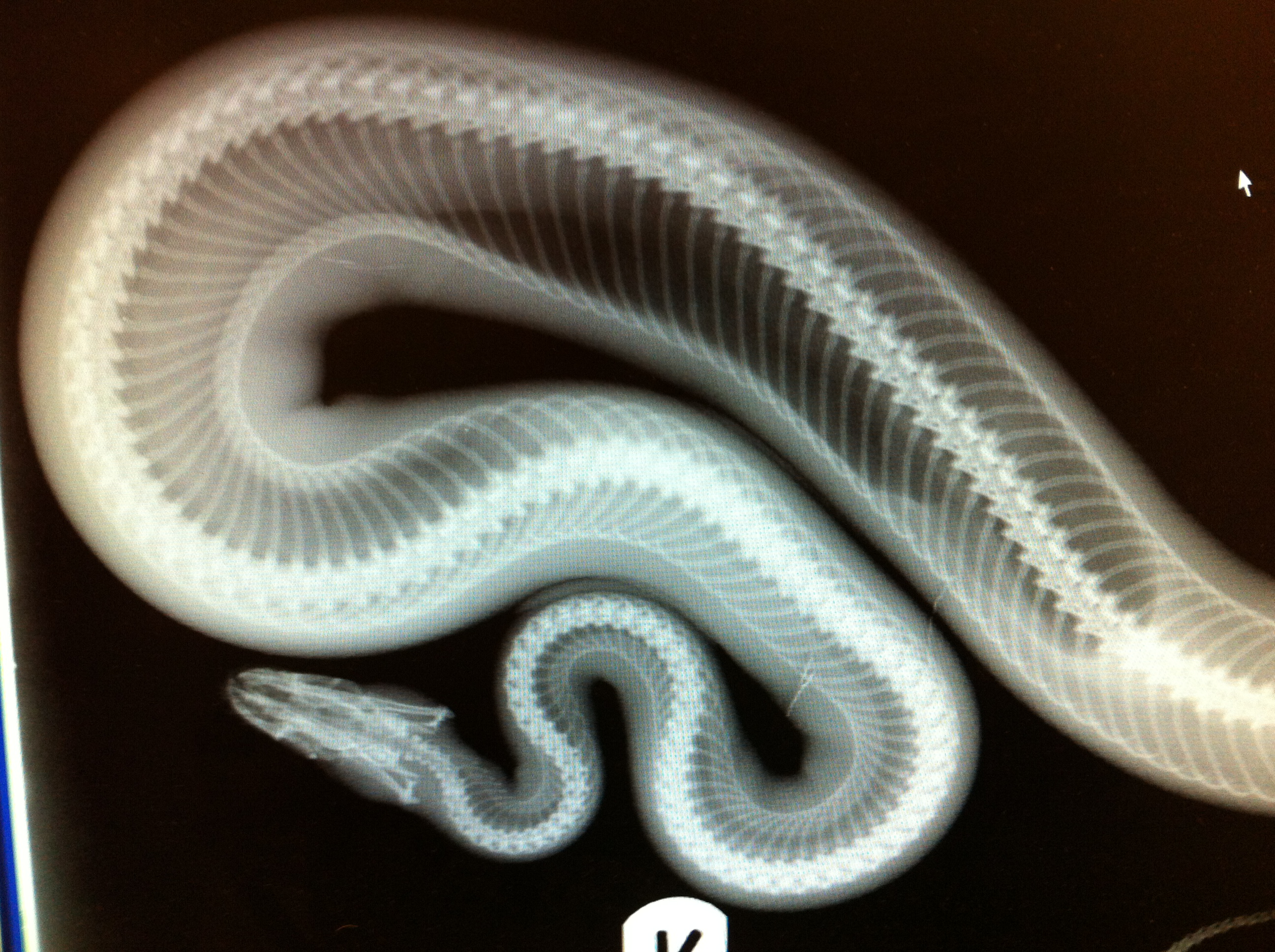 snakes | The Exotic Pet Vet Blog2592 x 1936
